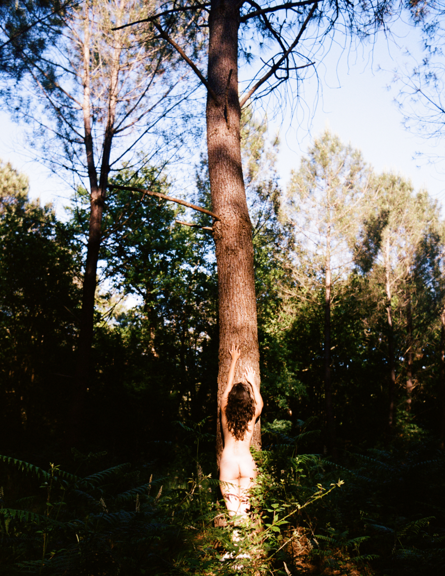 Embracing a tree in the forest — process
